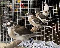 singing-bird-for-sale-in-lakeland-fl