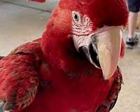 green-wing-macaw-for-sale-in-louisiana