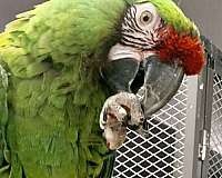 military-macaw-for-sale