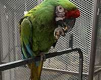 military-macaw-for-sale