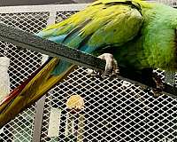 adult-military-macaw-for-sale