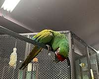 macaw-military-macaw-for-sale