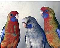 parrot-for-sale-in-riverbank-ca