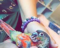 small-green-cheek-conure-for-sale