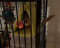 bird-parrot-for-sale-in-metairie-la