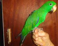 bird-parrot-adoption-eggs-in-miami-fl