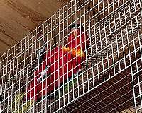 bird-for-sale-in-downey-ca