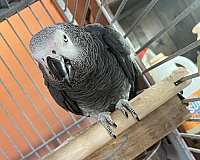 african-grey-parrot-for-sale-in-lyons-in