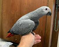 congo-african-grey-parrot-for-sale-in-san-diego-ca