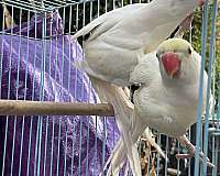 pastel-ringneck-parakeet-for-sale