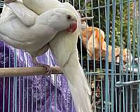 silver-ringneck-parakeet-for-sale
