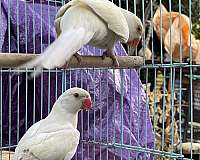 tan-ringneck-parakeet-for-sale