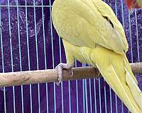 pastel-ringneck-parakeet-for-sale