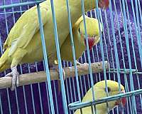 yellow-ringneck-parakeet-for-sale