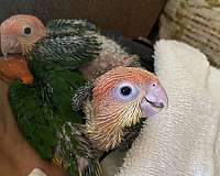 baby-white-bellied-caique-for-sale
