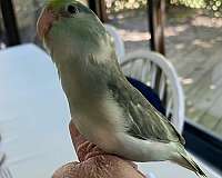 opal-parrotlet-for-sale