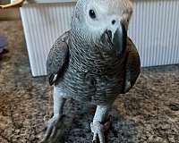 congo-african-grey-parrot-for-sale-in-stafford-va