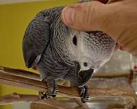 congo-african-grey-parrot-for-sale