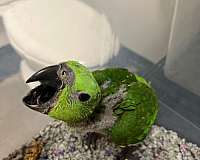 green-yellow-bird-for-sale-in-north-huntingdon-pa