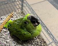 roller-yellow-naped-amazon-parrot-for-sale