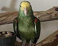 playful-bird-for-sale-in-paramount-ca