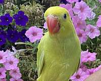 parrot-for-sale-in-owasso-ok