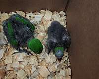 green-red-eclectus-parrots-for-sale