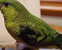 green-lutino-companion-bird-for-sale