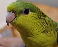 green-lutino-handfed-bird-for-sale