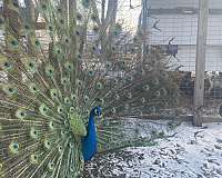 peacock-for-sale-in-atlanta-il