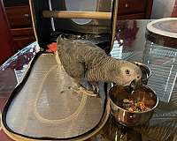 congo-african-grey-parrot-for-sale-in-hernando-fl