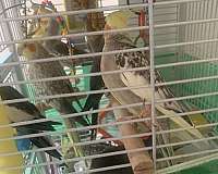 yellow-bonded-pair-cute-bird-for-sale