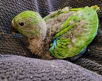 handfed-eclectus-parrots-parrot-for-sale