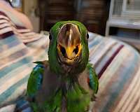 male-eclectus-parrots-for-sale