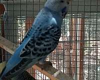 bird-for-sale-in-woodland-ca