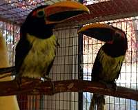 toucan-for-sale