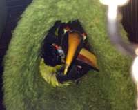 small-toucan-for-sale