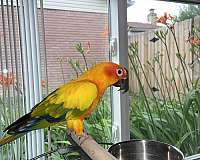 sun-conure-for-sale-in-sterling-heights-mi