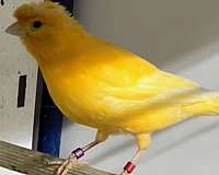 black-yellow-bird-for-sale-in-cranston-ri