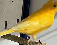 male-female-black-yellow-bird-for-sale