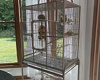 parrot-for-sale-in-north-olmsted-oh
