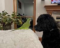 quaker-parrots-for-sale-in-north-olmsted-oh