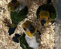 conure-for-sale-in-los-angeles-ca