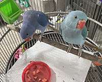 bird-parrot-for-sale-in-riverview-fl