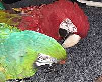green-bird-for-sale-in-placerville-ca