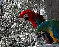 blue-macaw-for-sale