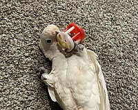 cockatoo-for-sale-in-roseville-ca