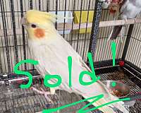 cockatiel-for-sale