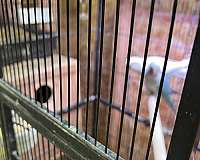 bonded-pair-conure-for-sale