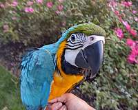 baby-macaw-for-sale